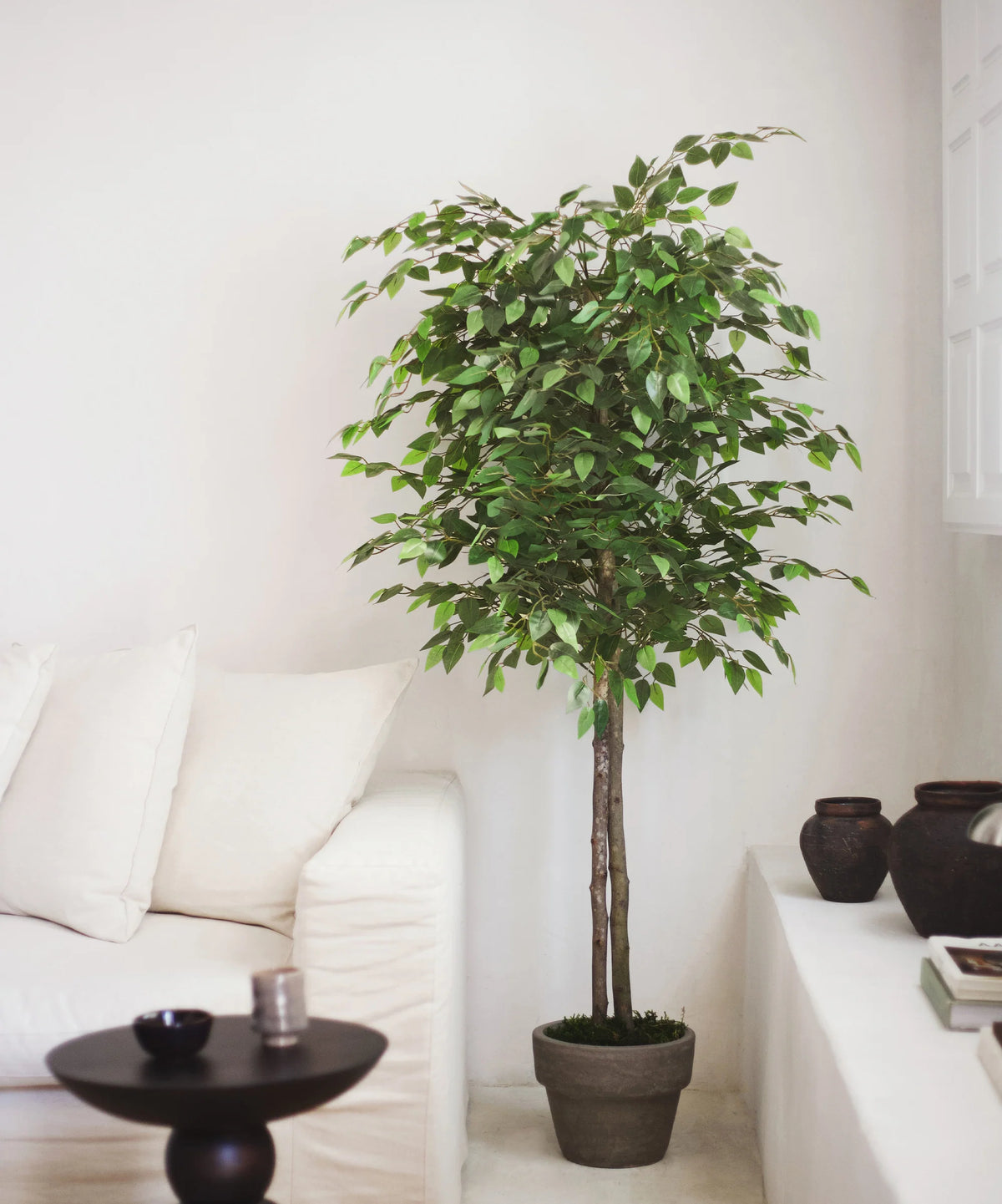 Ficus artificiel