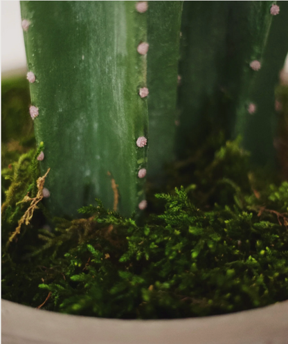 Cactus artificiel