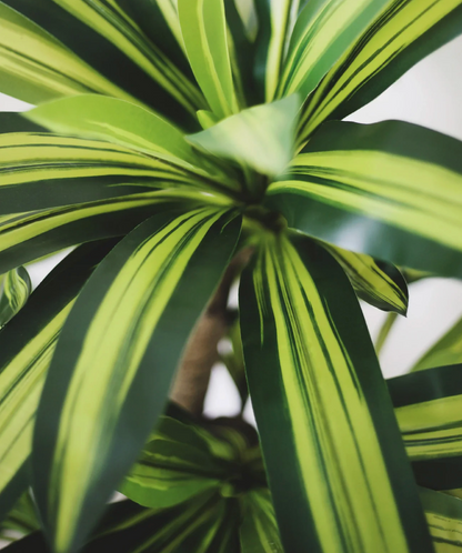 Dracaena artificiel