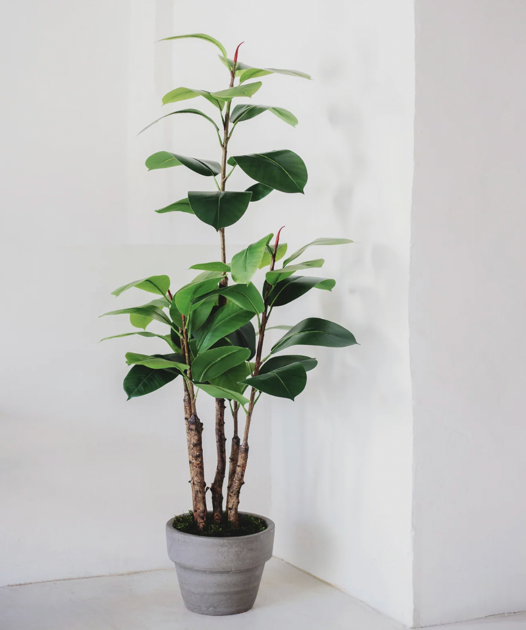Ficus elastica artificiel