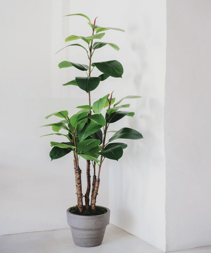 Ficus elastica artificiel