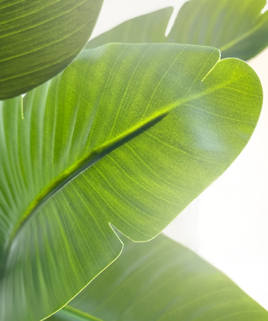 Strelitzia artificiel