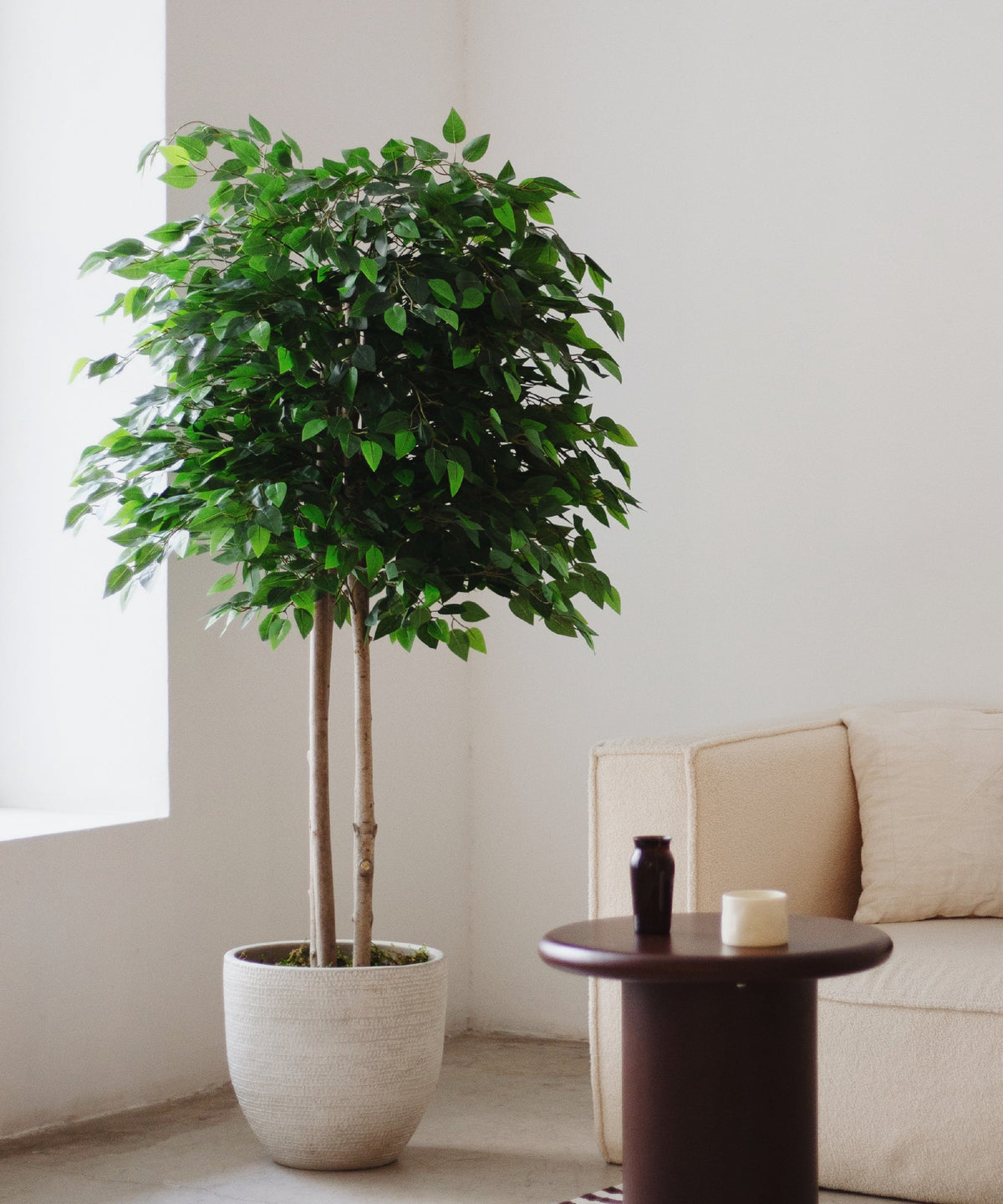 Ficus artificiel