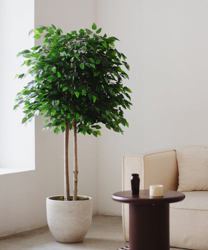 Ficus artificiel