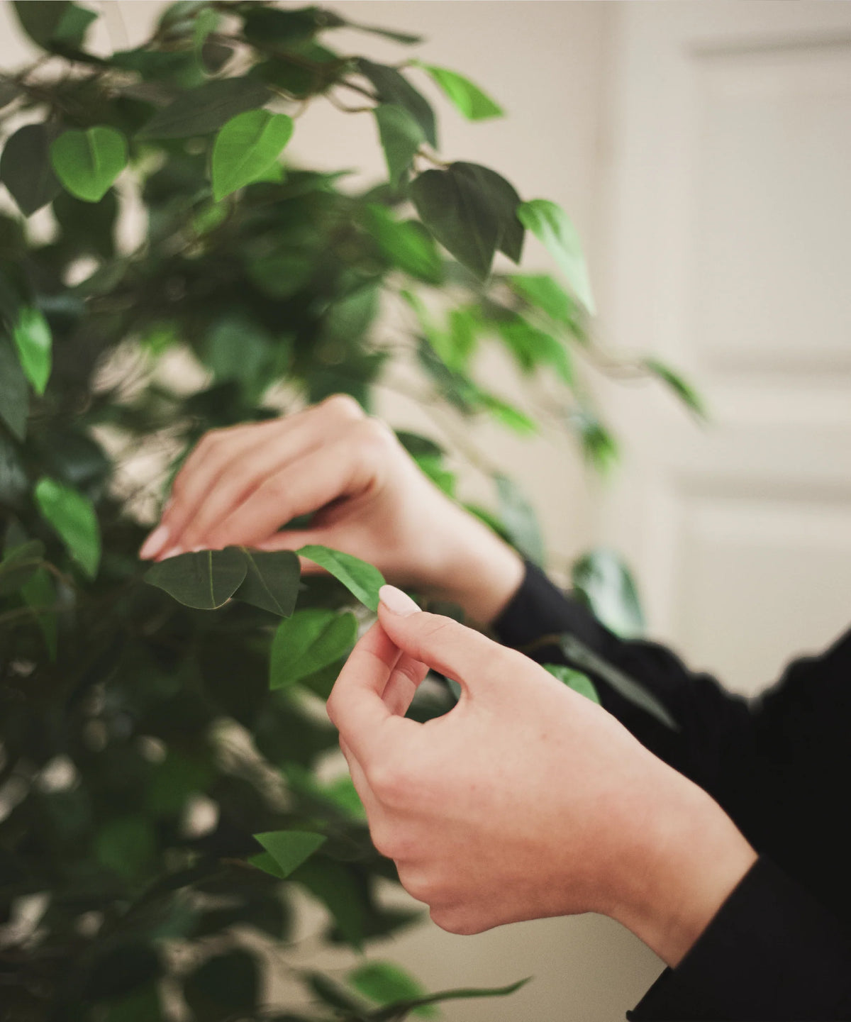 Ficus artificiel