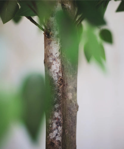Ficus artificiel