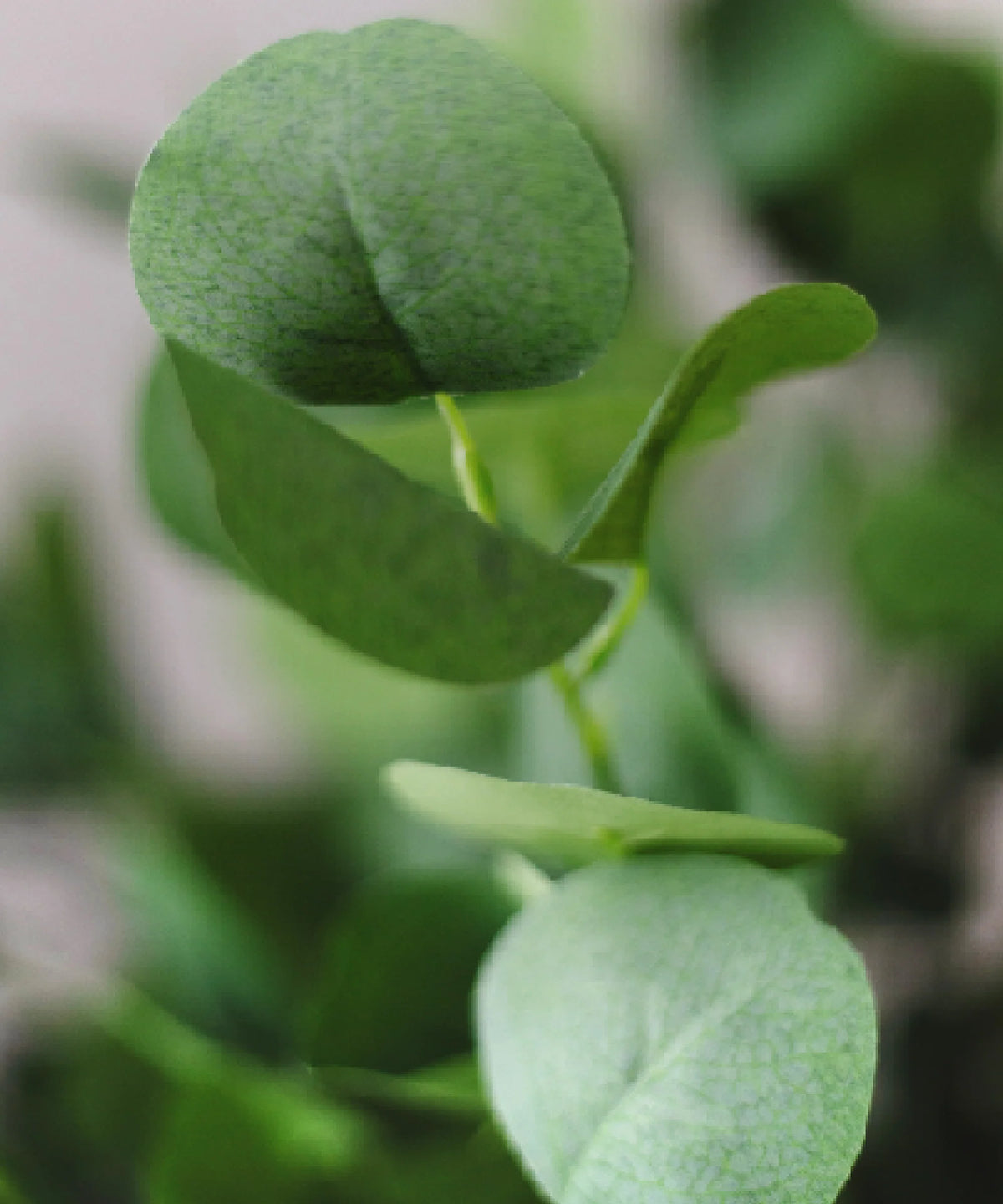 Eucalyptus Artificiel